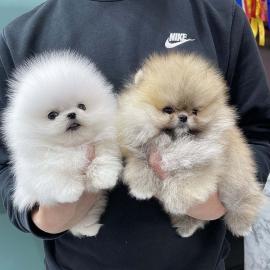 Kleine Pomeranien-Zwergspitz Babys