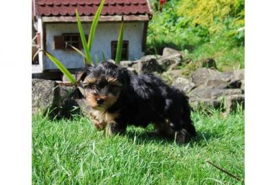 Se Yorkshire-Terrier-Welpen abzugeben