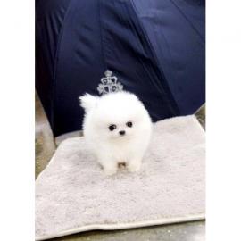 Super~se~zwergspitze~pomeranian~ welpe