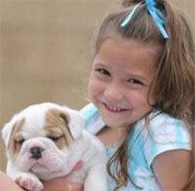 English Bulldog welpen