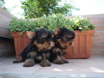 Yorkshire Terrier / Yorkie Welpen