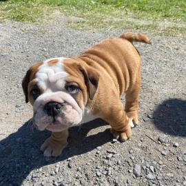 Englische Bulldoggenwelpen