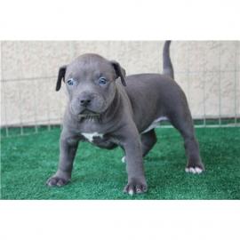 Weihnachten American Blue-Line Pit Bull