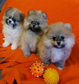 Pomeranian Zwergspitz Welpe