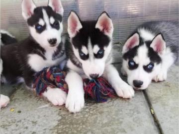 Perfekte Siberian Husky Welpen suchen ne