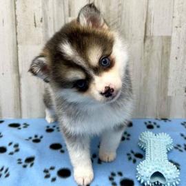 Pomsky-Welpen mit Stammbaum whatsapp num