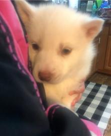 S?sse Siberian Husky Welpen