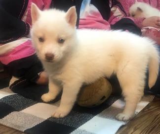 S?sse Siberian Husky Welpen