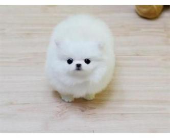 MINI Pomeranian SpitzWelpe