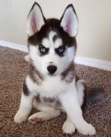 Reinrassige Siberian Husky Welpen