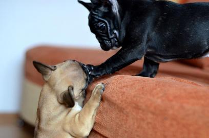 Franzsisch Bulldogge mit Papiere whatsa