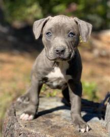 Cane Corso-Welpen