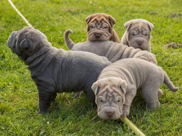 Shar Pei Welpen mit Papieren