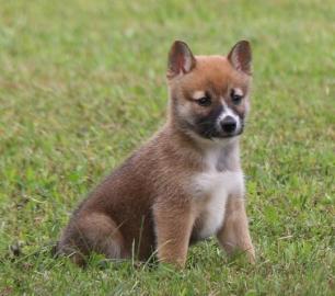 Shiba Inu Welpen