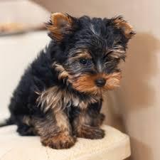 Entz?ckende Teacup Yorkie Welpen zu verk