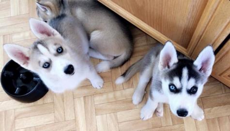 ser Siberian Husky mit Papieren