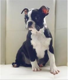 Boston Terrier WELPEN BEREIT ZU GEHEN