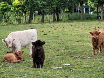 Mini Highland Cattle,Dexter,Schottisches