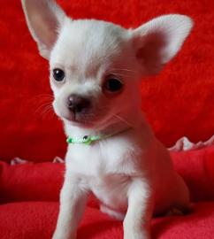 Chihuahua Welpe whatsapp nummer +4368110