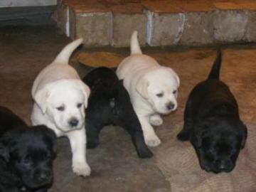 Abgabebereit! Labrador Welpen mit Papier