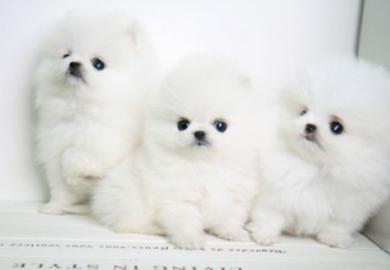 Neujahr MINI POMERANIAN ZWERGSPITZ BOO W