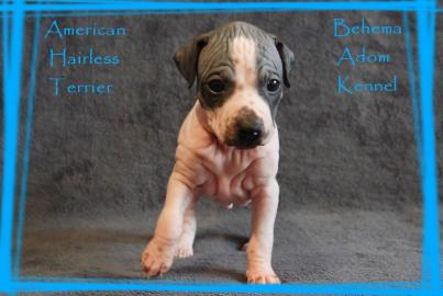 American Hairless Terrier