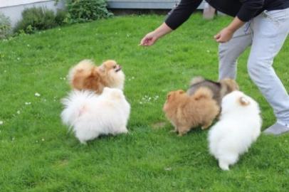 Pomeranian Zwergspitz Welpen whatsapp Nu