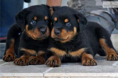 Typvolle Rottweiler Welpen( H?ndin) mit