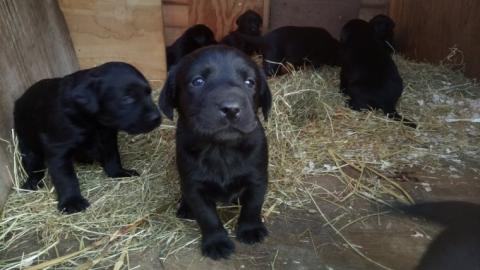 Labrador Welpen mit Ahnentafel (schoko/s