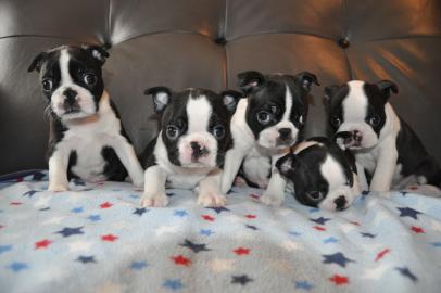 Kc Reg Boston Terrier Show Qualit?t bere