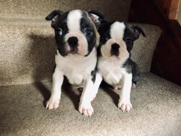 Kc Reg Boston Terrier Show Qualit?t bere