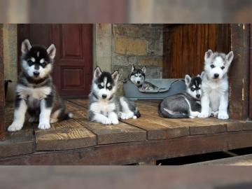 Wunderschne Husky Welpen =