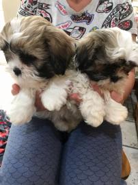 Shih Tzu Welpen zur Verf?gung WhatsApp n