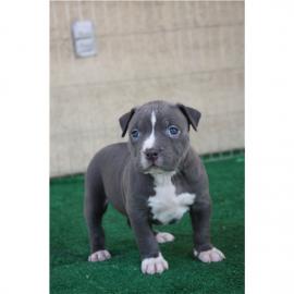 Weihnachten American Blue-Line Pit Bull