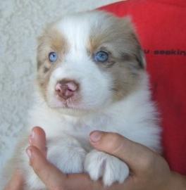 Weihnachten Australian Shepherd Babys mi