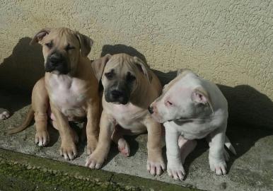 Top xxl American Pitbull Terrier Blue-Li