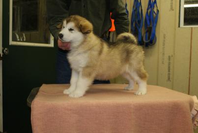 Welpe des alaskischen Malamute zur Adopt