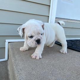 Englische Bulldoggenwelpen