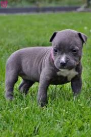 Spezielle kleine Pitbull Welpen