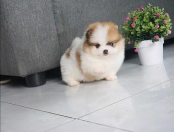 Mini Pomeranian-WHATSAPP. :+4368120926