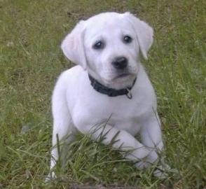 Liebevolle Erh?ltlich Labrador Retrieve