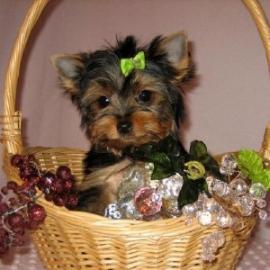 Yorkie Welpen verfgbar