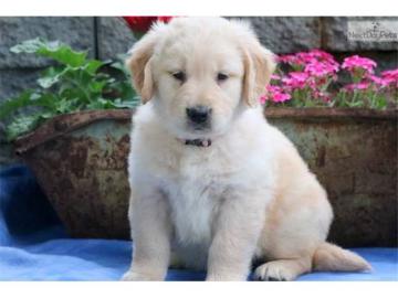 Liebevolles Golden Retriever Welpen mit