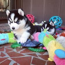 Mini Pomsky Welpe