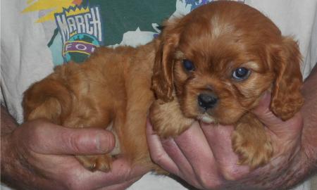 Cavalier King Charles Spaniel Welpen