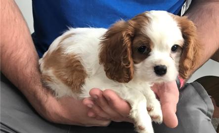 Cavalier King Charles Spaniel Welpen