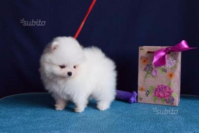 (Pomeranian)Welpe Watzap :+491732426064