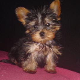 Sch?ne mini Yorkshire Terrier Welpen. 