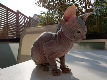 Sphynx Ktzchen