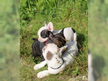 Liebevolles Franz?sische Bulldogge Welpe